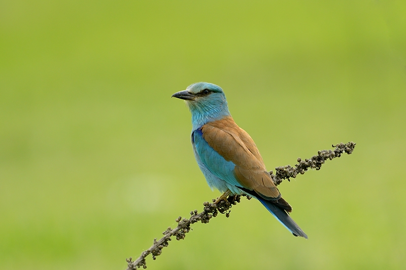 Ghiandaia marina (Coracias garrulus)